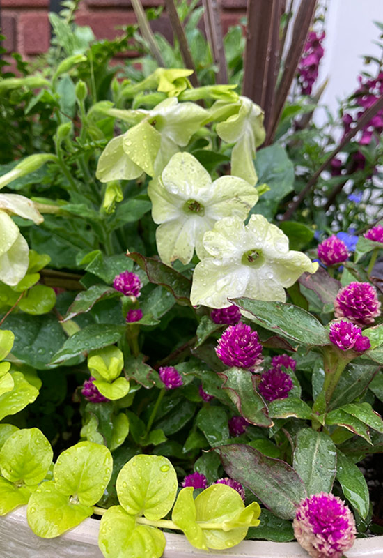 NICOTIANAWR: Flowering tobacco is a cottage garden classic and the pale chartreuse flowers add a pop of playfulness.