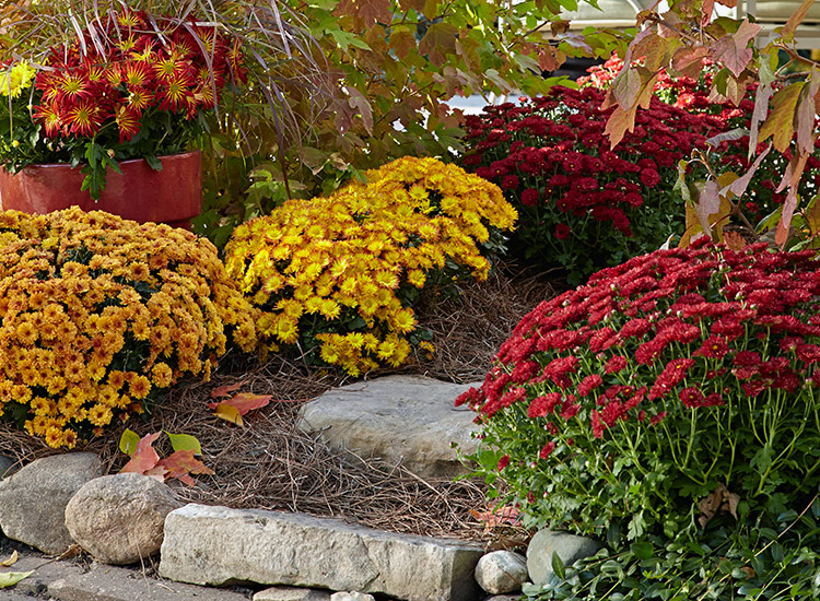 Different colored mums in a garden bed: Try adding different colors of mums in your garden beds and borders.