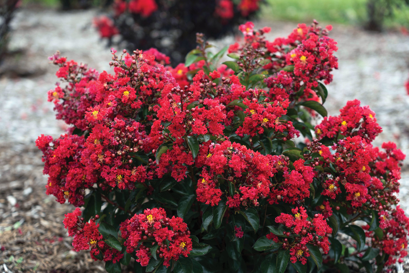 Lagerstroemia Bellini Cherry Blooms courtesy of Start Roses and Plants: Try new compact Bellini Cherry crape myrtle for long-lasting red blooms. Photo courtesy of Start Roses and Plants