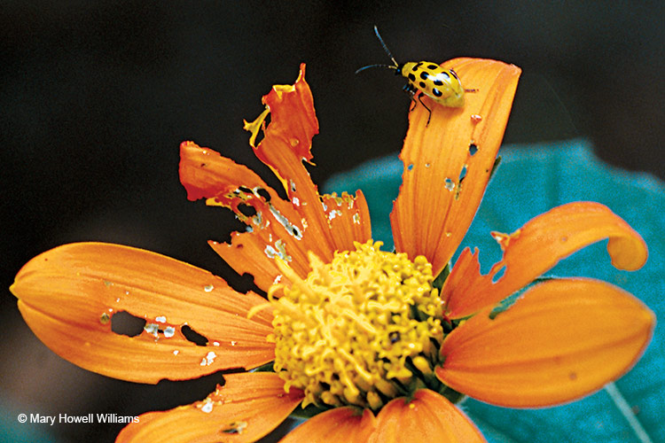 damaging-insects-to-your-garden-spotted-cucumber-beetle: In addition to chewing holes like you can see on this tithonia, the adult cucumber beetle can carry bacterial wilt and cucumber mosaic virus, both of which quickly kill plants.
