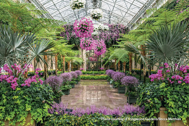 Longwood gardens conservatory in spring: There’s always something new in the conservatory. Here their famous hanging orbs are filled with pink moth orchids (Phalaenopsis hybrids) and bigleaf hydrangea (Hydrangea macrophylla). 