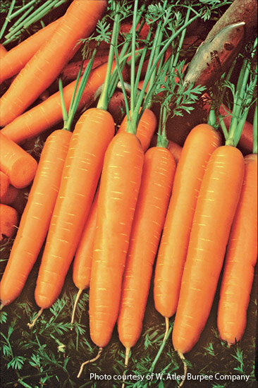v-eg-planting-tips-for-five-easy-veg-4: ‘Scarlet Nantes’ carrots are ideal for eating fresh or adding to stews and soups (they make consistent-size carrot coins)