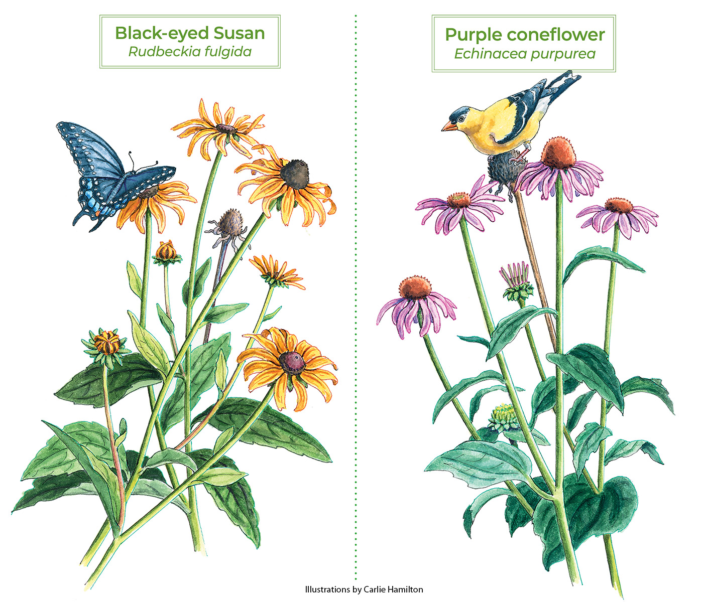 Native Perennials Purple Coneflower vs Black-eyed Susan watercolor illustrations by Carlie Hamilton