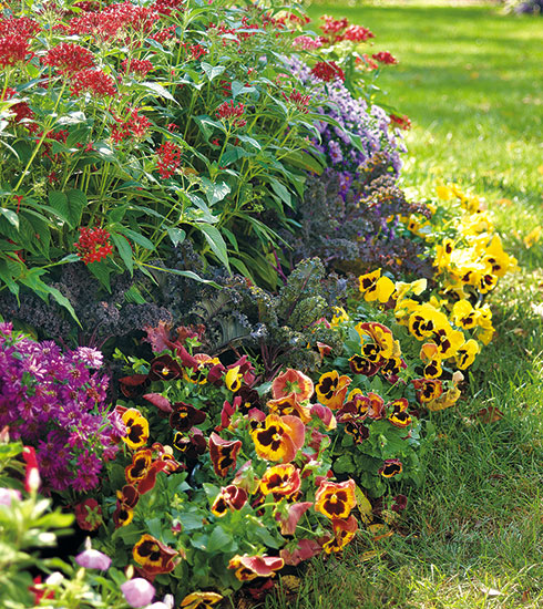 Fall garden bed with pansies:Low-growing pansies make a great edging for cool-season borders.