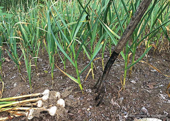 Harvesting garlic photo by Niki Jabbour: Don’t just pull garlic out of the ground. Instead, use a garden fork to loosen the soil beneath the bulbs and gently lift them.