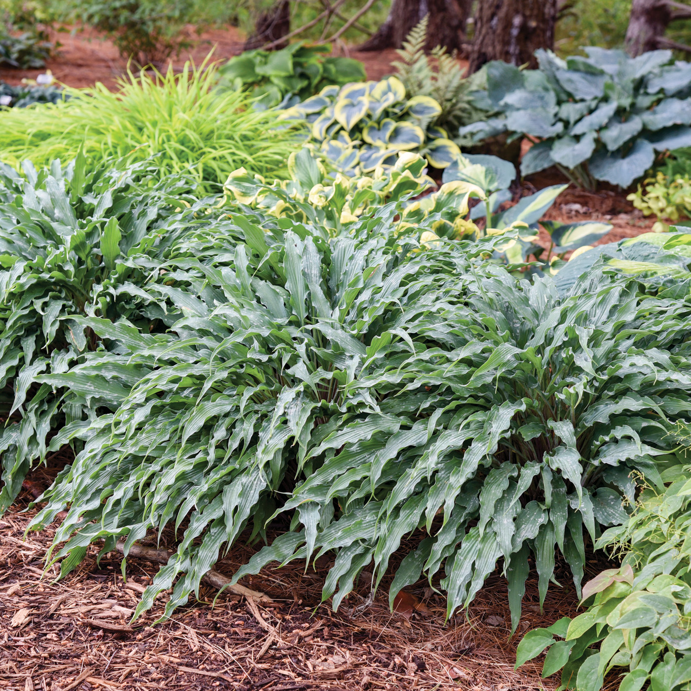 GG187 TP 08 Hosta -Silly String- PP32127 0004 high res Walters Gardens: Photo courtesy of Walters Gardens, Inc.