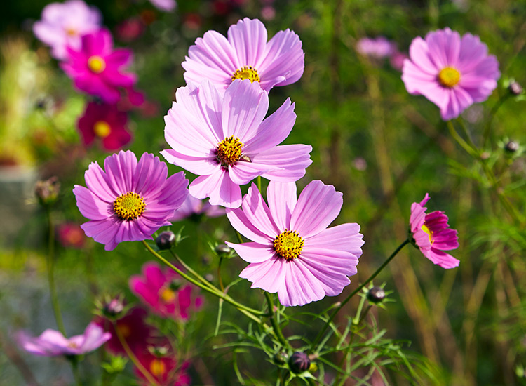 Sensation Mix Cosmos: Flowers are most often single like the popular ‘Sensation Mix’ tall cosmos shown here.