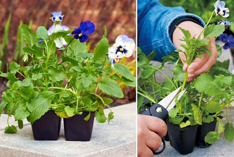 how-to-grow-pansies-trim-leggy-flowers