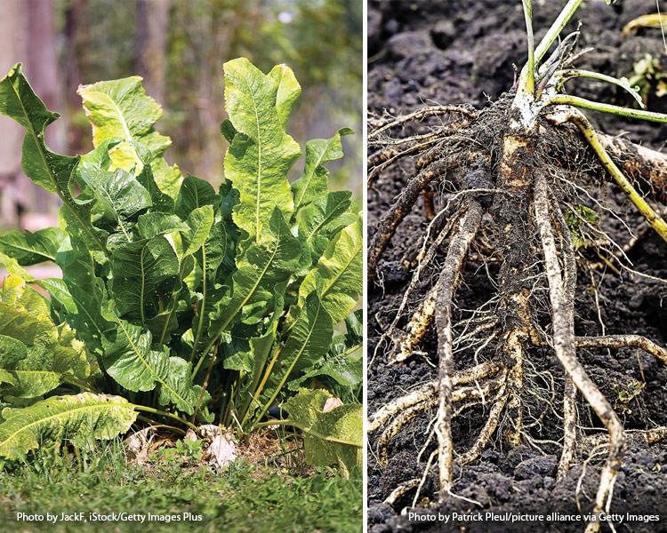 Horseradish harvesting: When frost has damaged the foliage (or in late fall), dig up the horseradish roots. Try not to leave any root pieces in the soil because each one will sprout a new plant and you’ll end up with a lot more horseradish than you want next year.