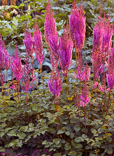 Chinese astilbe (Astilbe chinensis)