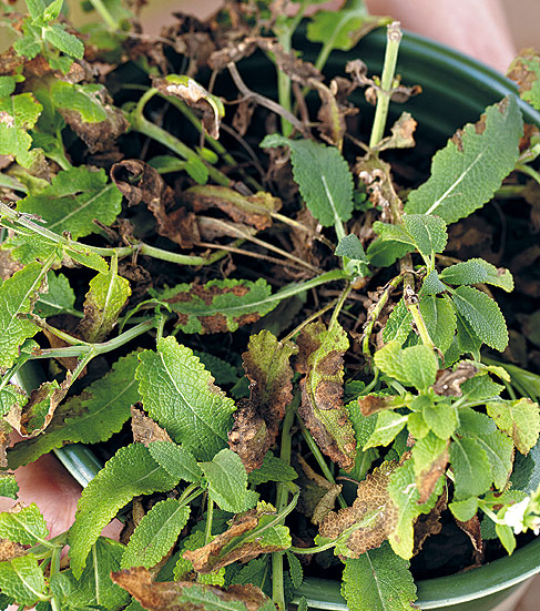 plant-shopping-heat-damage: Shriveled or brown leaves is a good indicator of heat damage.