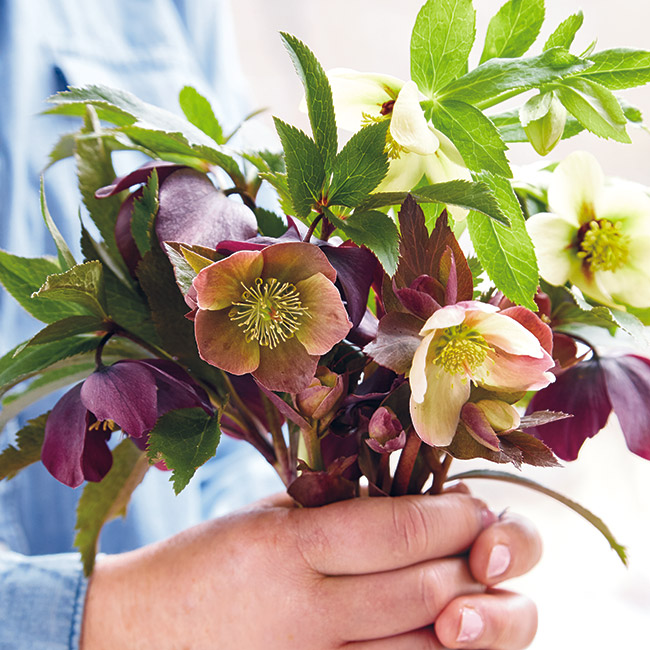 Hellebore spring bouquet: Also known as the Lenten or Winter rose, hellebores are some of the first flowers to pop up in spring, and make for beautiful bouquets!