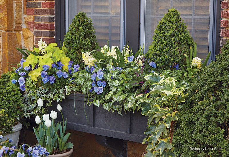 spring-window-box-linda-vater-lead: This large windowbox can hold a considerable amount of plants, but the plan below can be adjusted for smaller windowboxes.