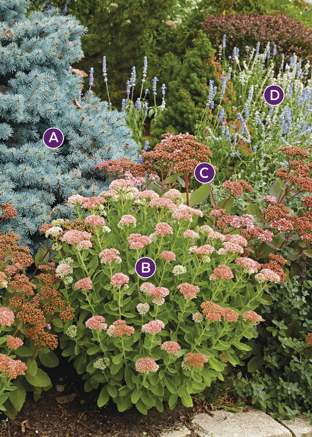 GG155 sedum-spruce-combo labelled: Dwarf blue spruce adds structure and color to perennial borders all year.