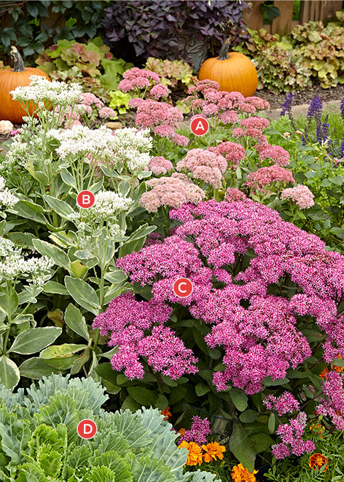 167 Combos Online 02: This fall planting features the fall favorite sedum in three varieties and is easy-care and full of texture.