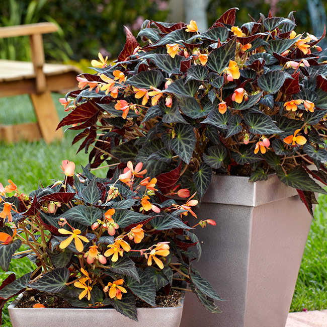 Sparks-will-fly-tuberous-begonia-containers: Try planting single specimen tuberous begonias like Sparks Will Fly above in matching containers for impact.