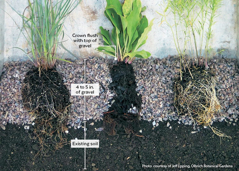 gravel-garden-diagram: This cutaway illustrates the layers of gravel and proper placement of plants in a gravel garden.