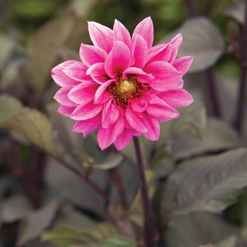 GG188 INFO 01 gagn0304 53188: 'Fascination' dahlia is a great variety to grow mid-border. Photo by Jack Coyier