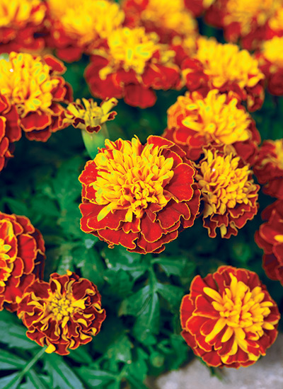 Marigold (Tagetes spp. and hybrids)