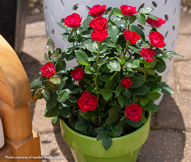 Red Petite Knock Out Rose in a container on a patio