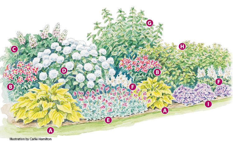 4-season-hydrangea-border-labeled2