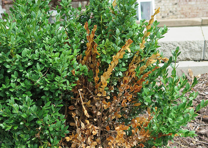 Brown winter burned foliage on a boxwood (*Buxus* hybrid) shrub: Brown winter burned foliage on a boxwood shrub.