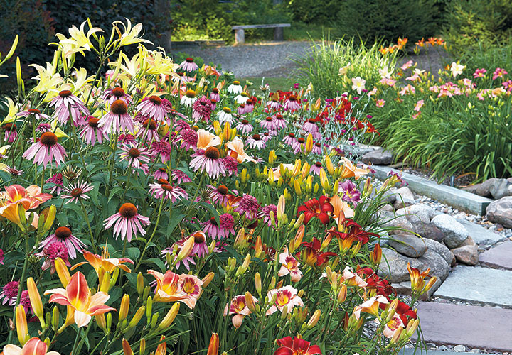 Grow-your-best-coneflowers-border-with-daylily: Deadhead coneflowers to keep them blooming sporadically even into fall. The butterflies will thank you!