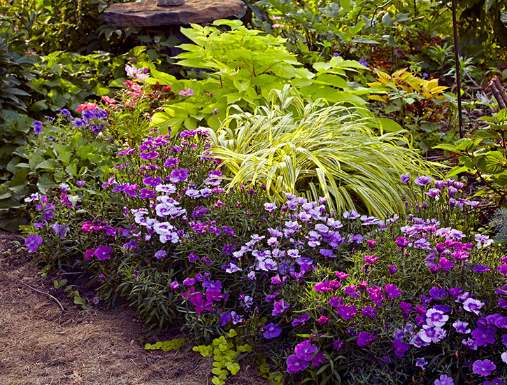 Colorful shade garden planting: This bold plant combination is perfect for an area that gets morning sun and afternoon shade.
