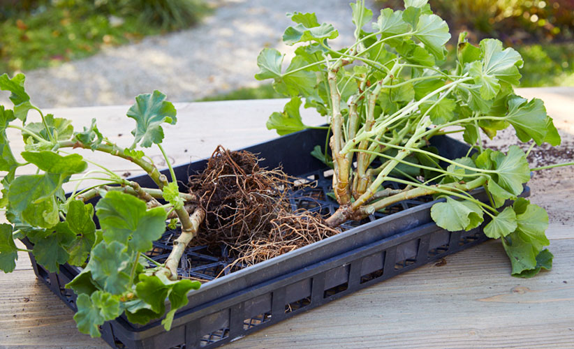 how-to-overwinter-geraniums-get-out-of-the-ground:You will want to dig up your geraniums before a hard freeze to save over winter.