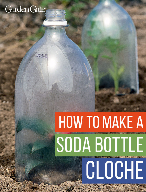 How-To-Make-A-Soda-Bottle-cloche-Garden-Gate-Magazine: Upcycled soda bottle cloches are a cost-effective way to protect new plants in your garden.