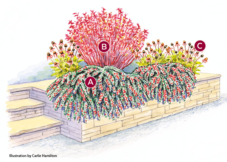 Hesse cotoneaster garden plan lettered