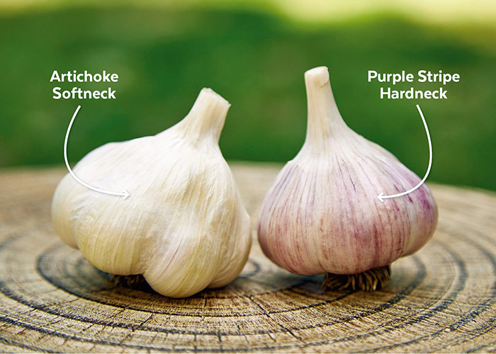 Softneck garlic comparison to hardneck garlic: There are two main types of garlic: Hardneck and softneck.