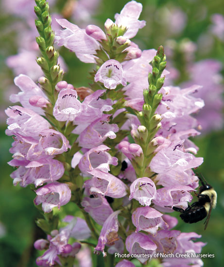 Obedient plant (Physostegia virginiana ‘Pink Manners’)