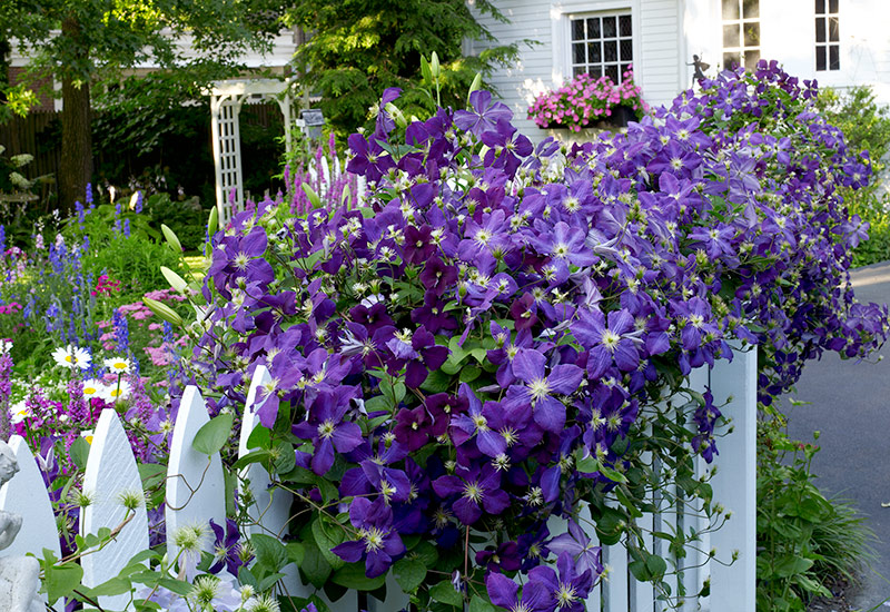 'Jackmanii' clematis on white picket fence: 'Jackmanii' clematis has purple blooms in early summer.