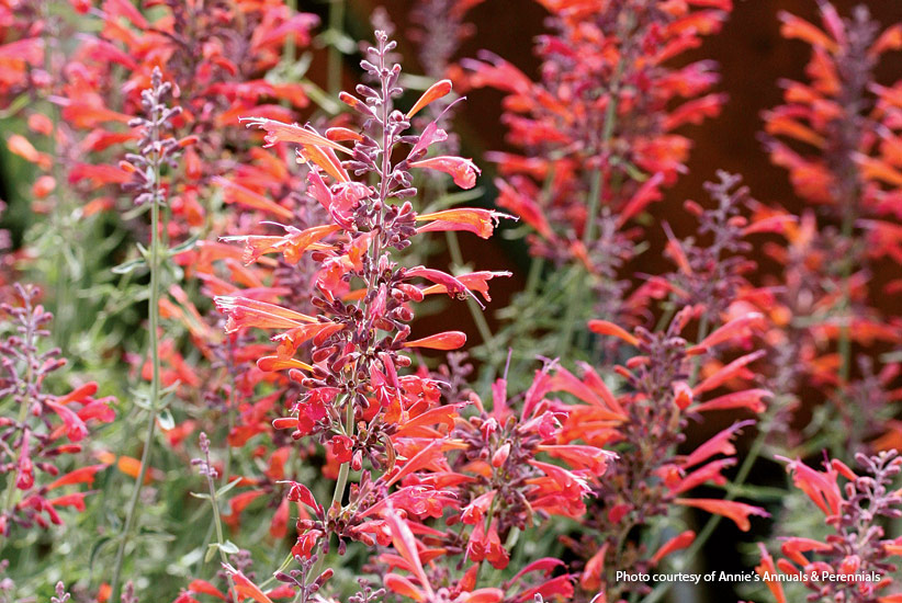 10-plants-attract-hummingbirds-Hyssop: Red tubular flowers of licorice mint hyssop are especially attractive to hummingbirds.