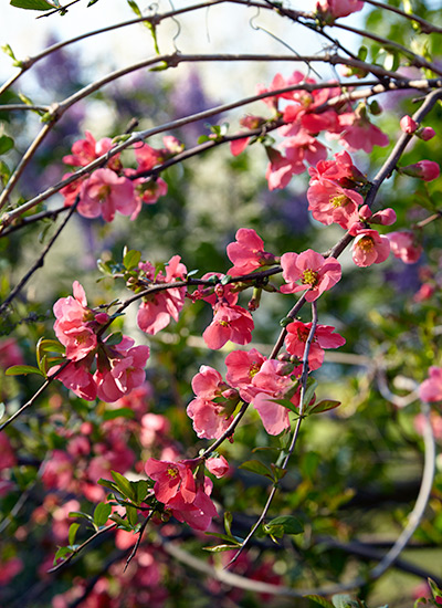 Flowering quince (Chaenomeles spp. and hybrids)