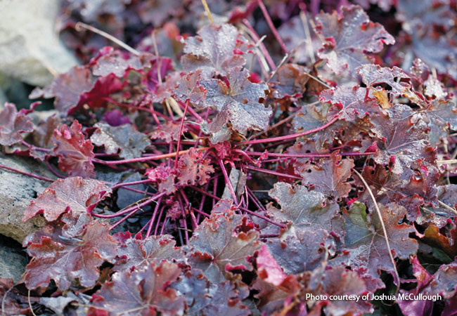170-coralbells-spring-cleaning: Where coral bells are evergreen, flattened foliage helps protect plants from occasional low temps, so no mulch is necessary. Leaves perk up in spring, and any browned or tattered leaves can be snipped back to the crown. 