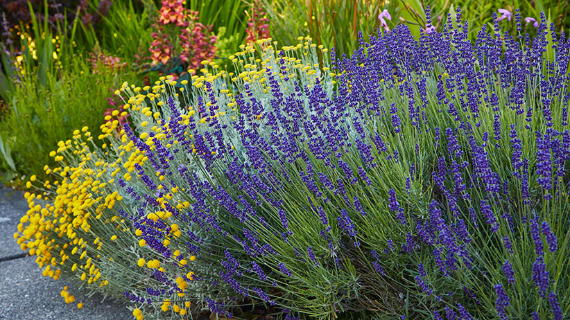 How-to-prune-lavender-pv-new: 'Hidcote' English lavender has gray-green foliage topped by deep purple blooms great for harvesting to use in fragrant dryer bags.