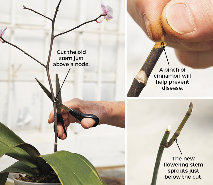 How to get an orchid to rebloom: Cut just an inch or two off the tip of a single finished bloom spike, or the top portion of a branched spike like this one.