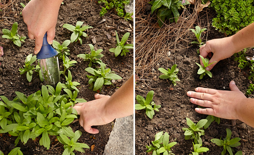 how-to-transplant-seedlings-in-the-garden-divide: You may need to thin out and replant clumps of seedlings to create better coverage in your garden bed.