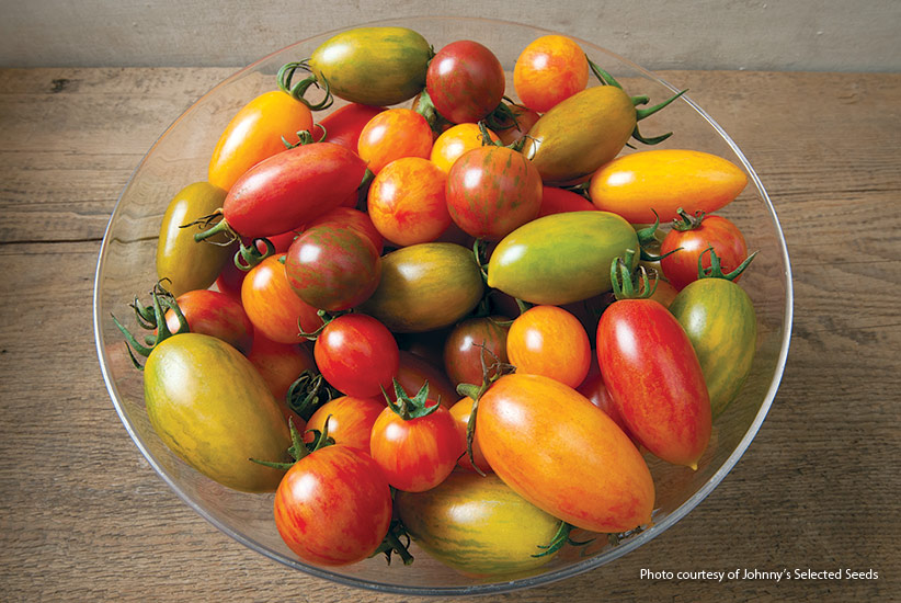 Tomato (Solanum lycopersicum Artisan Tomato™ Collection)