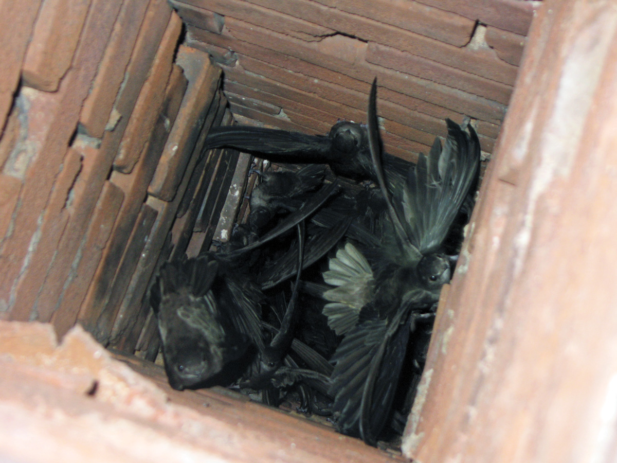 Chimney swifts in chimney: Chimney swifts settling down to roost in an uncapped chimney. Photo by Greg Schechter, CC BY 2.0