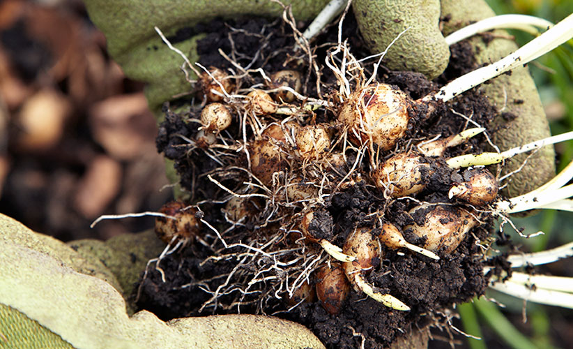 growing-beautiful-grape-hyacinth-get-more-plants: With just a little digging, you can get lots of new starts from a cluster of bulbs like this.