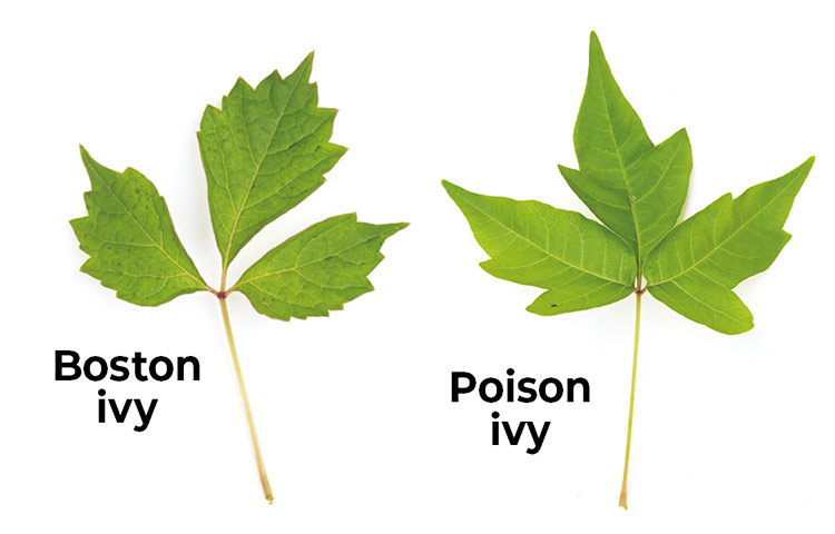 Poison-Ivy-lookalikes-Boston-ivy-poison-ivy