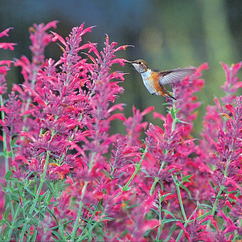 GG187 Desert sunrise agastache photo courtesy of High Country Gardens: photo courtesy of High Country Gardens