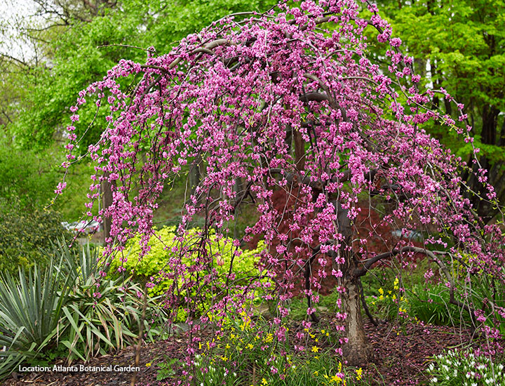 Foundation-plants-by-shape-redbud-weeping: Weeping plants like this ‘Traveller’ redbud lead your eye downward.