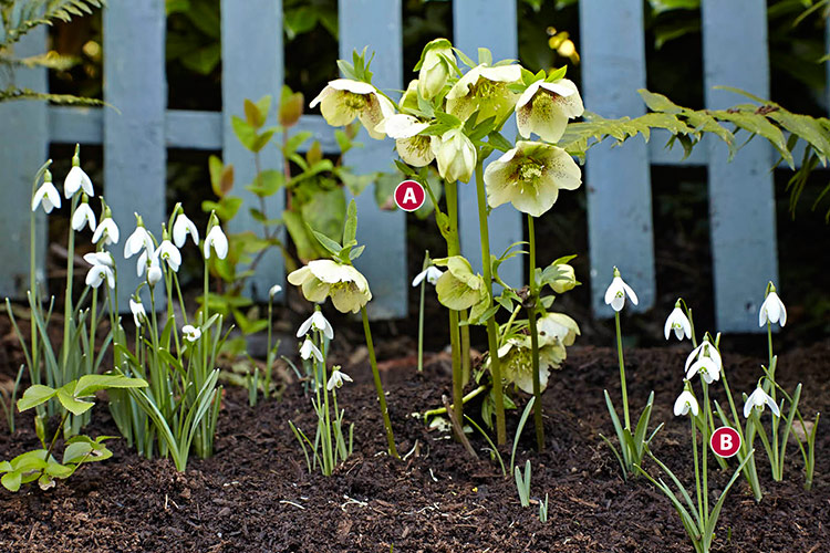 winter-plant-combinations-Hellebore-snowdrop: Snowdrops and hellebore pop up in the middle of winter to remind us that spring is on its way. 