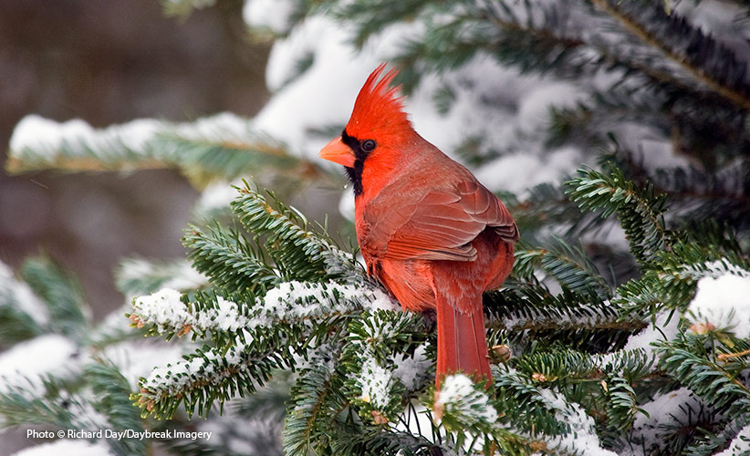 repurpose-your-live-christmas-tree-for-the-birds: Repurpose your live christmas tree in the garden by leaving it out for the birds.