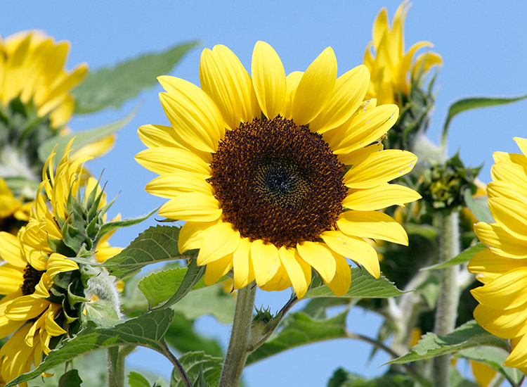 7-sunflower-varieties-for-your-garden-Ballad