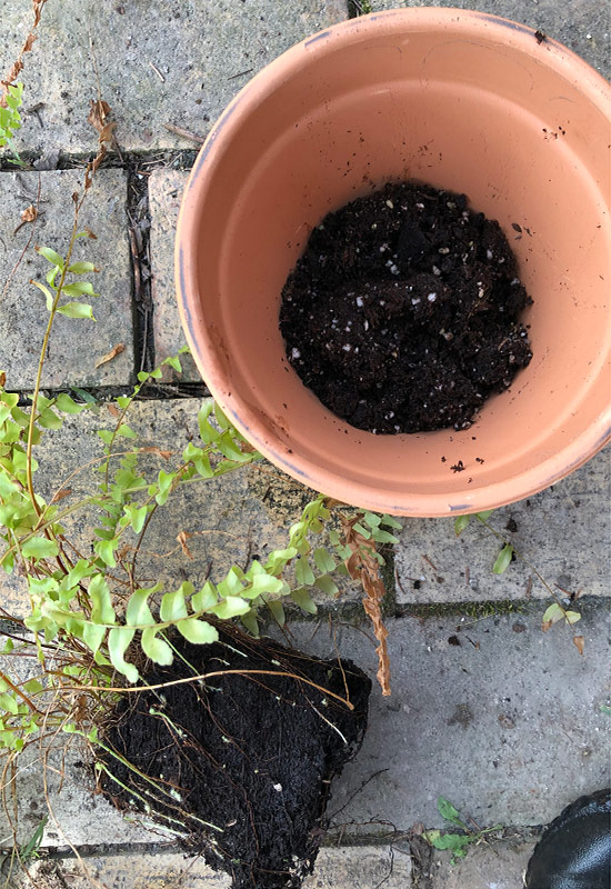repotting fern: This fern had been growing in a small pot for almost a year and not much new growth had occurred. Time for a bigger pot!